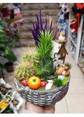 Ahşap Kuş Evli Kaktüs & Sukulent Teraryum Aranjmanı